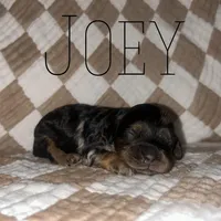 Joey, a male Cockapoo for sale in Glenwood, AR – 1 of 6