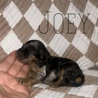 Joey, a male Cockapoo for sale in Glenwood, AR – 6 of 6