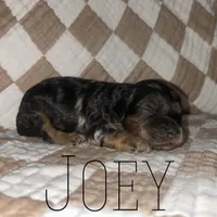 Joey, a male Cockapoo for sale in Glenwood, AR – 3 of 6