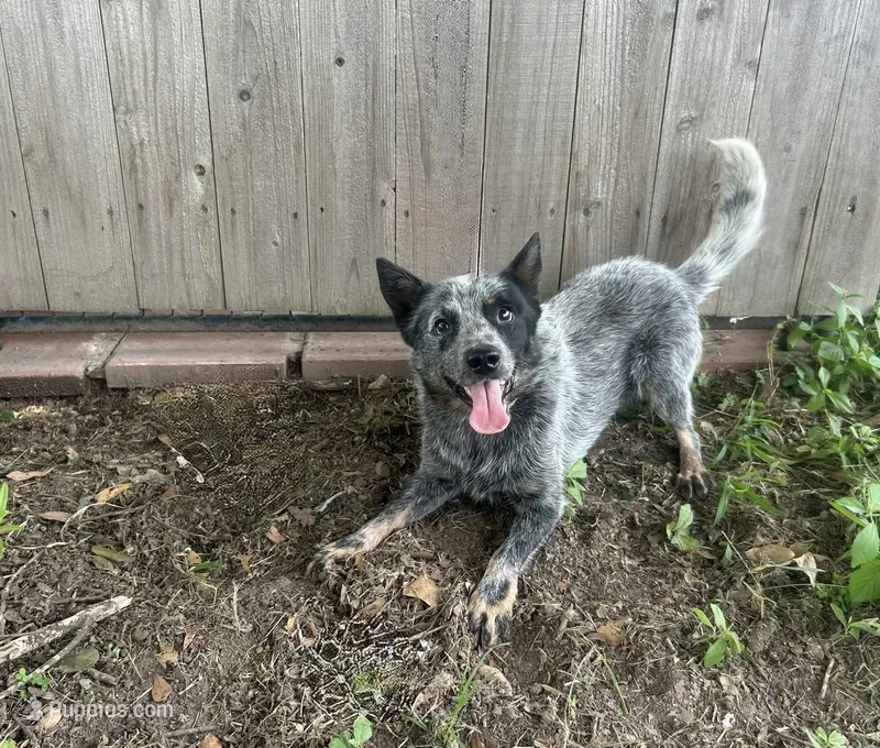 Nugget – Australian Cattle Dog puppy for sale in Texarkana, AR