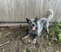 Nugget, a male Australian Cattle Dog for sale in Texarkana, AR – 1 of 3