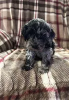 Milo, a male Cockapoo for sale in Texarkana, AR – 3 of 3