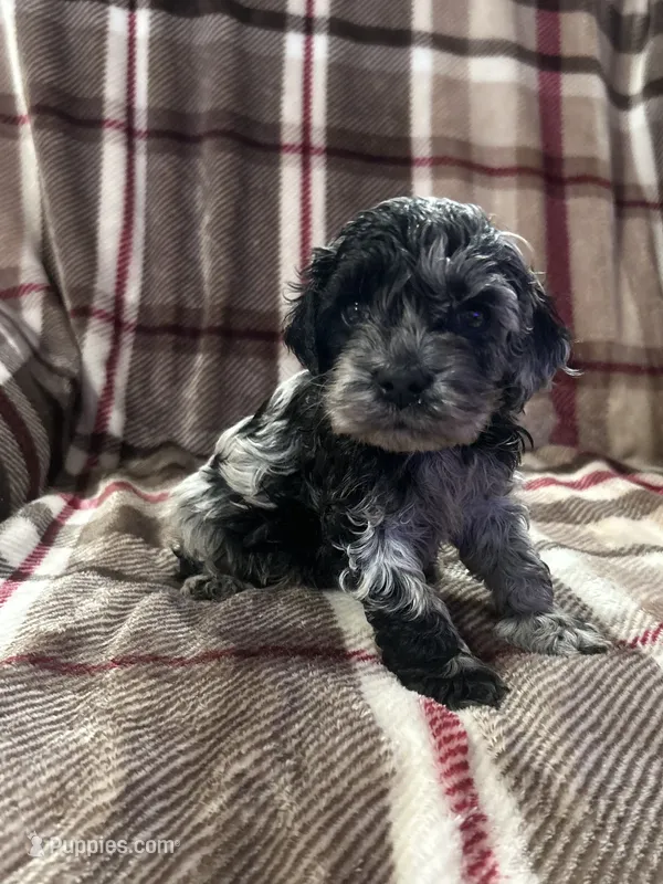 Milo – Cockapoo puppy for sale in Texarkana, AR