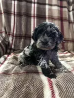 Milo, a male Cockapoo for sale in Texarkana, AR – 1 of 3