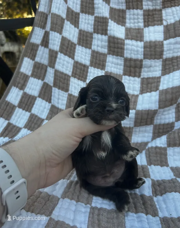 Maple – Cocker Spaniel puppy for sale in Texarkana, AR