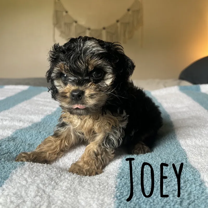 Joey – Cockapoo puppy for sale in Texarkana, AR