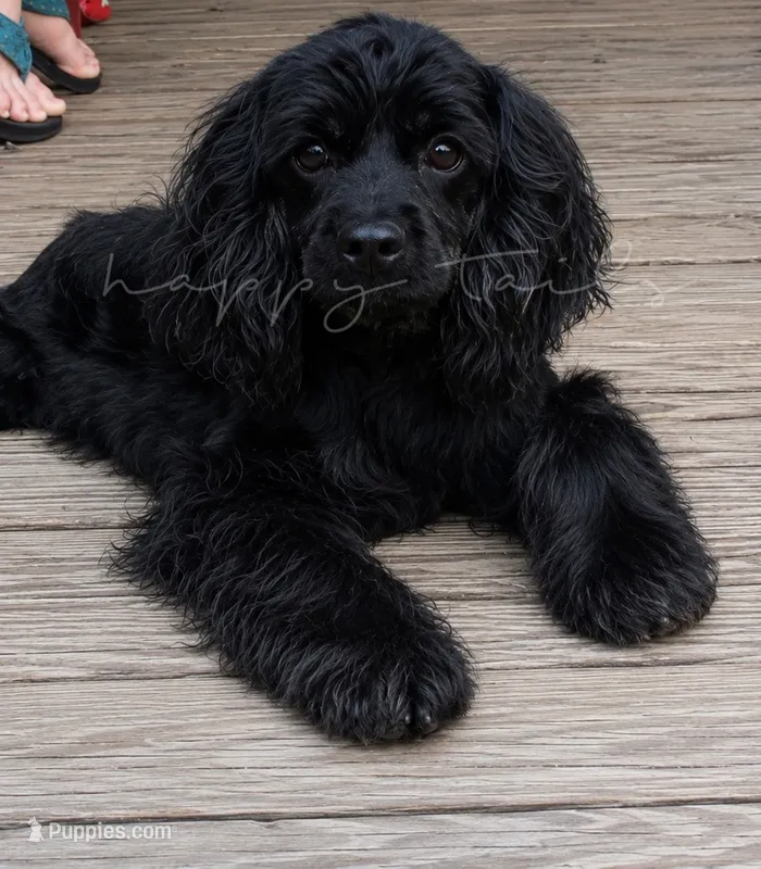 Upcoming Litter – Cocker Spaniel puppy for sale in Texarkana, AR