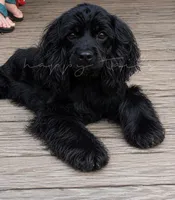 Upcoming Litter, a  Cocker Spaniel for sale in Texarkana, AR – 1 of 2