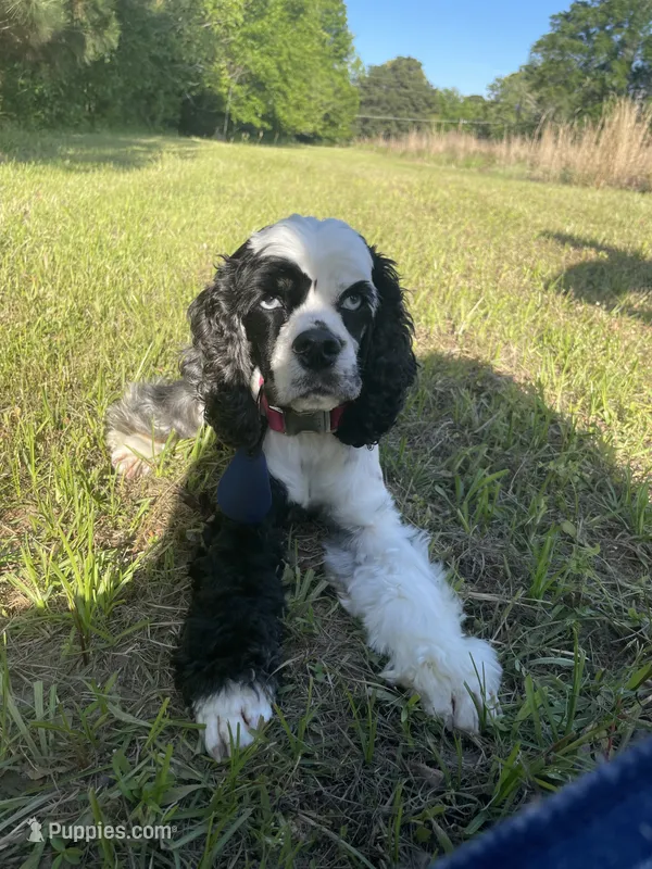 Pebbles – Cocker Spaniel puppy for sale in Texarkana, AR