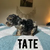 Tate, a male Cockapoo for sale in Texarkana, AR – 5 of 5
