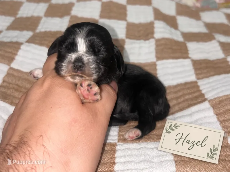 Hazel – Cocker Spaniel puppy for sale in Texarkana, AR