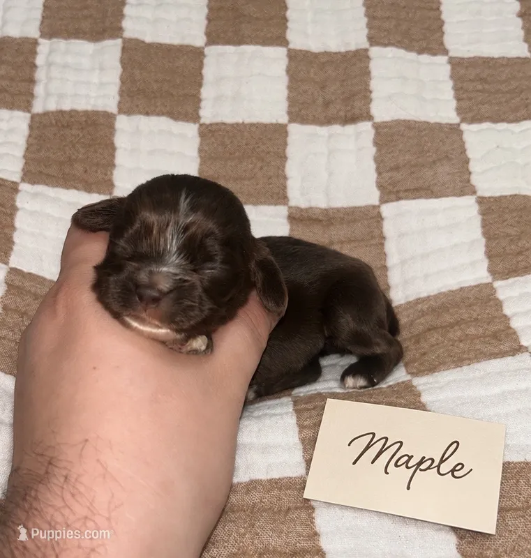 Maple – Cocker Spaniel puppy for sale in Texarkana, AR