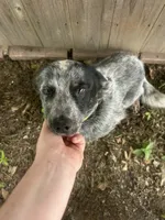 Nugget, a male Australian Cattle Dog for sale in Texarkana, AR – 2 of 3