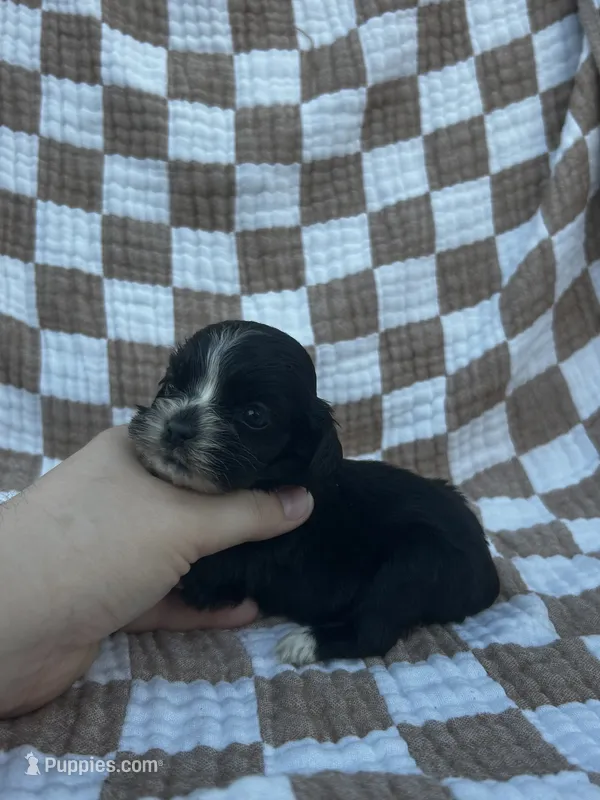 Hazel – Cocker Spaniel puppy for sale in Texarkana, AR