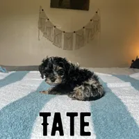 Tate, a male Cockapoo for sale in Texarkana, AR – 2 of 5