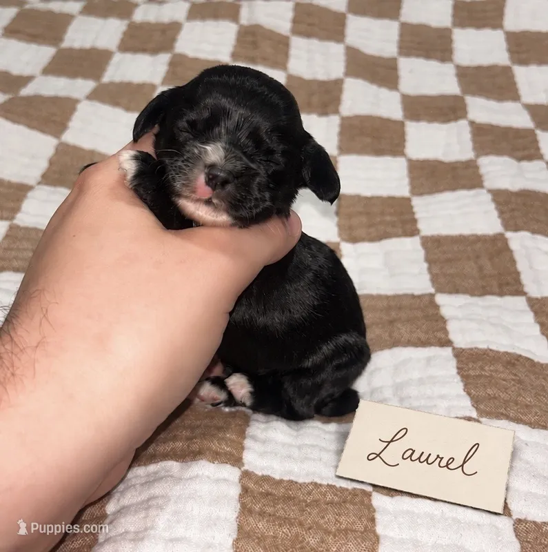 Laurel – Cocker Spaniel puppy for sale in Texarkana, AR