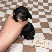 Laurel, a female Cocker Spaniel for sale in Texarkana, AR – 1 of 1
