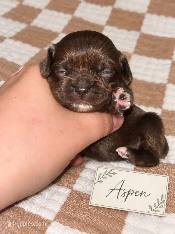 Aspen – Cocker Spaniel puppy for sale in Texarkana, AR