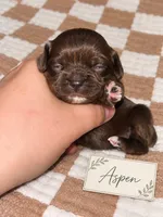 Aspen, a female Cocker Spaniel for sale in Texarkana, AR – 1 of 4