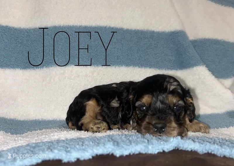 Joey – Cockapoo puppy for sale in Texarkana, AR