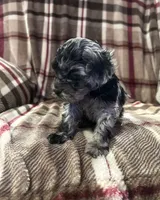 Milo, a male Cockapoo for sale in Texarkana, AR – 2 of 3