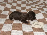 Aspen, a female Cocker Spaniel for sale in Texarkana, AR – 3 of 4