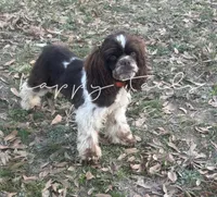 Upcoming Litter, a  Cocker Spaniel for sale in Texarkana, AR – 2 of 2