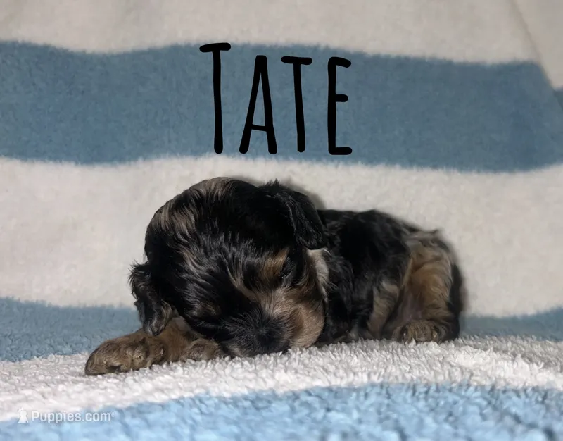 Tate – Cockapoo puppy for sale in Texarkana, AR