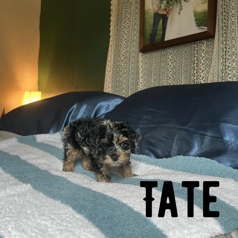 Tate – Cockapoo puppy for sale in Texarkana, AR