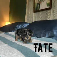 Tate, a male Cockapoo for sale in Texarkana, AR – 1 of 5