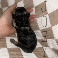 Joey, a male Cockapoo for sale in Texarkana, AR – 6 of 6