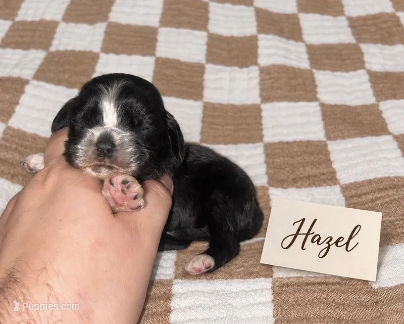 Hazel – Cocker Spaniel puppy for sale in Texarkana, AR