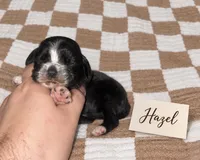 Hazel, a male Cocker Spaniel for sale in Texarkana, AR – 1 of 1