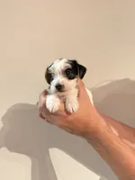 Yorkie Puppy, a female Yorkshire Terrier for sale in Georgetown, TN – 2 of 8