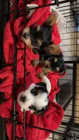 Yorkie Puppy, a female Yorkshire Terrier for sale in Georgetown, TN – 8 of 8