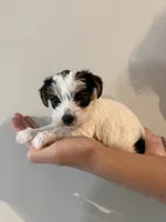 Yorkie Puppy, a female Yorkshire Terrier for sale in Georgetown, TN – 4 of 8