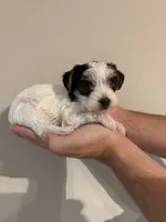 Yorkie Puppy, a female Yorkshire Terrier for sale in Georgetown, TN – 3 of 8