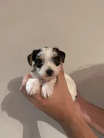 Yorkie Puppy, a female Yorkshire Terrier for sale in Georgetown, TN – 5 of 8