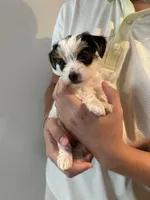 Yorkie Puppy, a female Yorkshire Terrier for sale in Georgetown, TN – 7 of 8