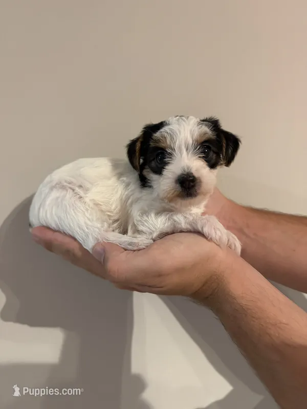 Yorkie Puppy – Yorkshire Terrier puppy for sale in Georgetown, TN