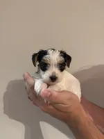 Yorkie Puppy, a female Yorkshire Terrier for sale in Georgetown, TN – 6 of 8