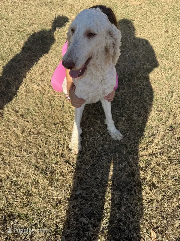 2 poodles cream chocolate