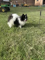 Pepper, a female Pomeranian for sale in Tyler, TX – Photo 4 of 4