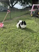 Pepper, a female Pomeranian for sale in Tyler, TX – Photo 1 of 4