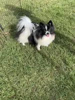 Pepper, a female Pomeranian for sale in Tyler, TX – Photo 2 of 4