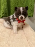 Hershey Male, a male Pomeranian for sale in Tyler, TX – Photo 6 of 6