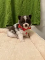 Hershey Male, a male Pomeranian for sale in Tyler, TX – Photo 3 of 6