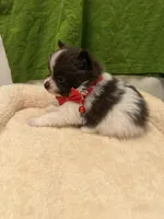 Hershey Male, a male Pomeranian for sale in Tyler, TX – Photo 5 of 6