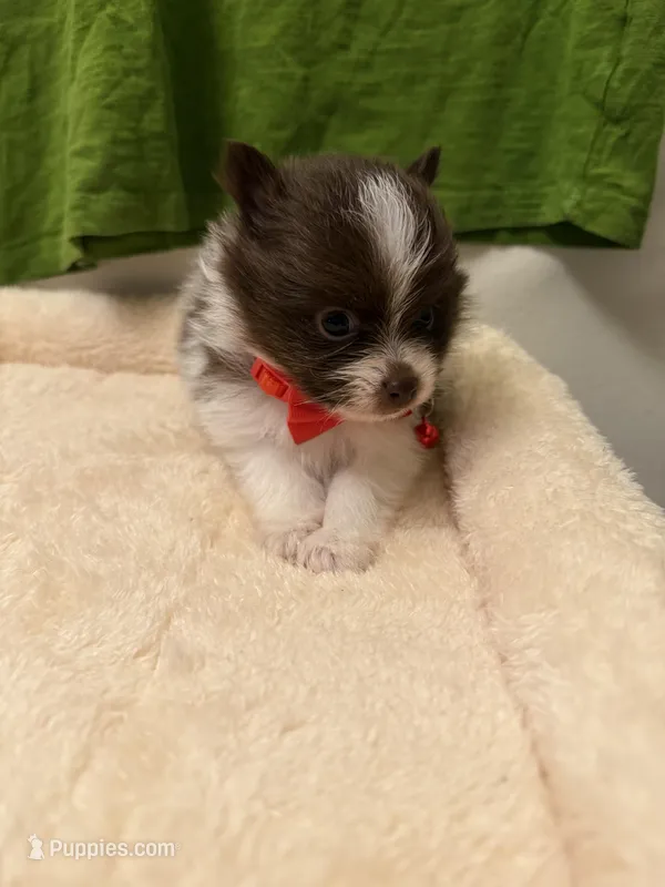 Hershey Male, a male Pomeranian for sale in Tyler, TX – Photo 1 of 6