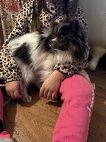 Jasmine, a female Pomeranian for sale in Tyler, TX – Photo 3 of 5